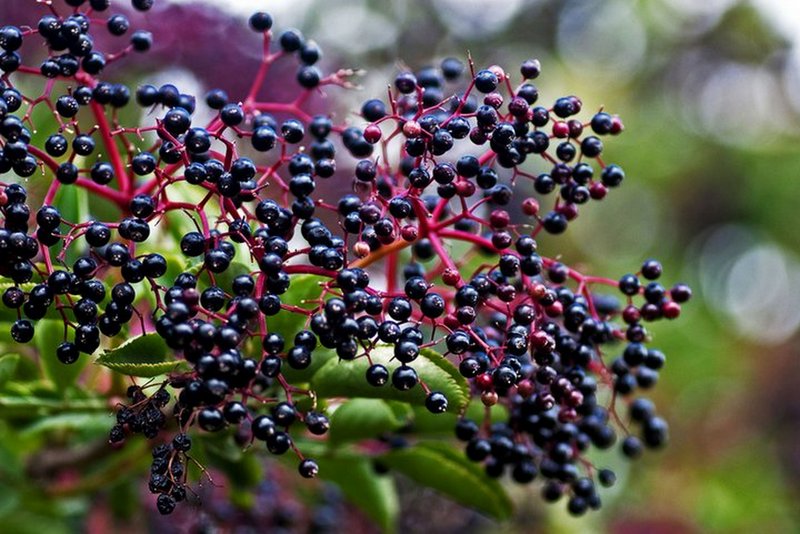 how-to-grow-elderberry