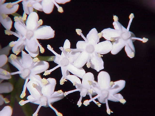 Sambucus_nigra0