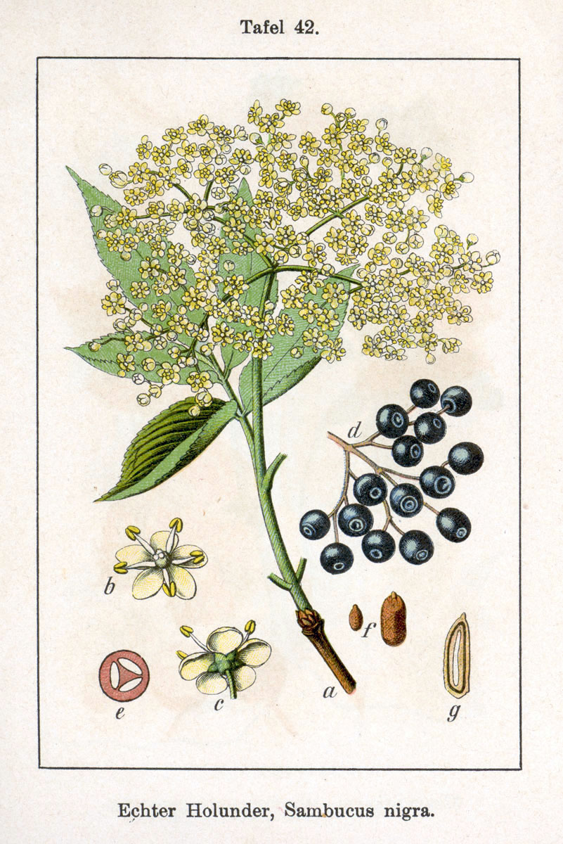 Sambucus_nigra_Sturm12042