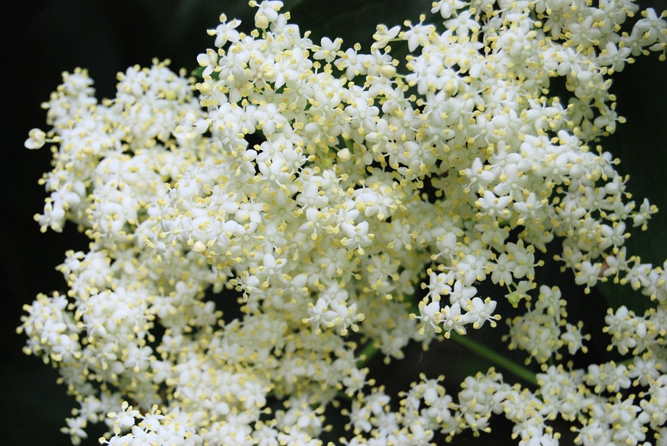 elderberry-350026_960_720